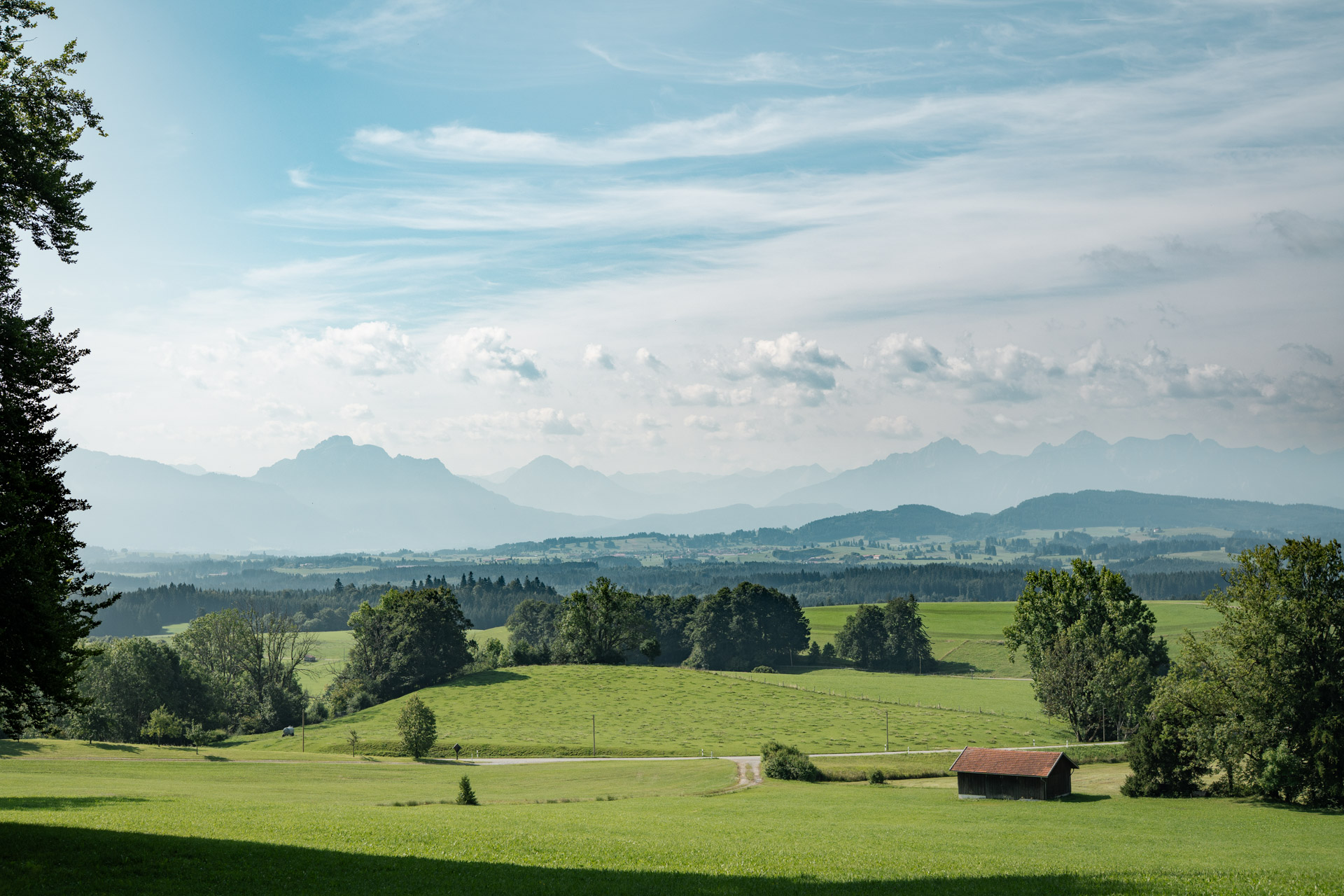 Blick über die hügelige Landschaft des Allgäus mit grünen Wiesen, einzelnen Bäumen, einem kleinen Holzstadel und der Bergkette im Hintergrund unter leicht bewölktem Himmel.